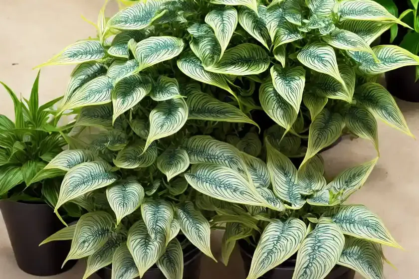 Fishbone prayer plant (ctenanthe burle-marxii) — photo 2