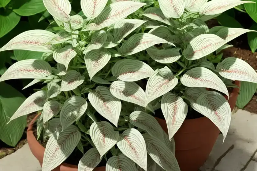 Fishbone prayer plant (ctenanthe burle-marxii) — photo 3