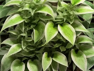 Fishbone Prayer Plant (Ctenanthe Burle-marxii)