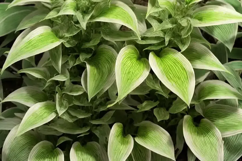 Fishbone prayer plant (ctenanthe burle-marxii)