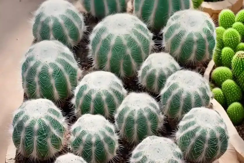 Fishhook cactus (mammillaria zeilmanniana) — photo 2