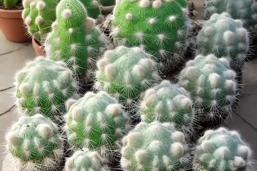 Fishhook cactus (mammillaria zeilmanniana) — photo 3