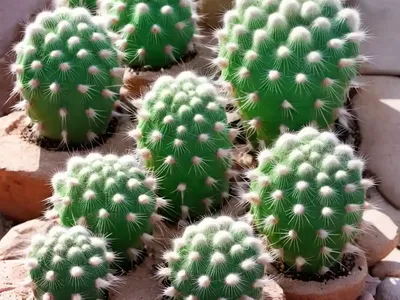 Fishhook Cactus (Mammillaria Zeilmanniana)