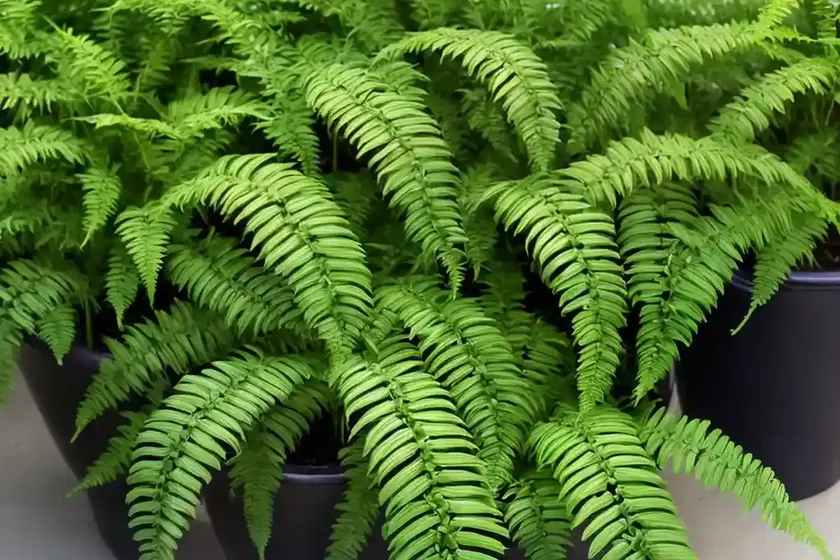 Fishtail fern (microsorum punctatum) — photo 2