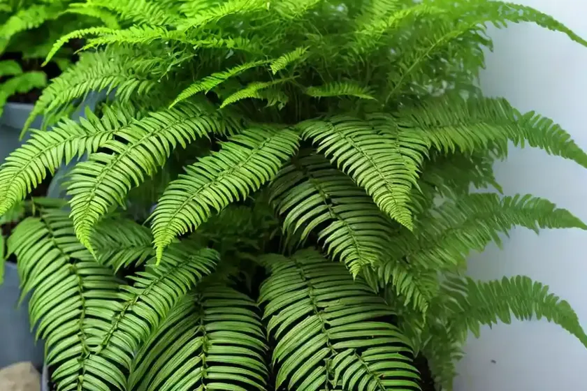 Fishtail fern (microsorum punctatum) — photo 3