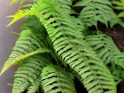 Fishtail Fern (Microsorum Punctatum)