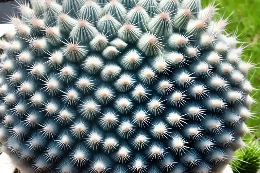 Fittkaui (mammillaria fittkaui) — photo 3