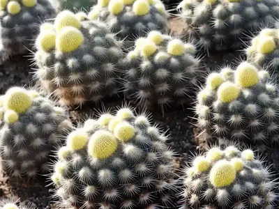 Fittkaui (Mammillaria Fittkaui)