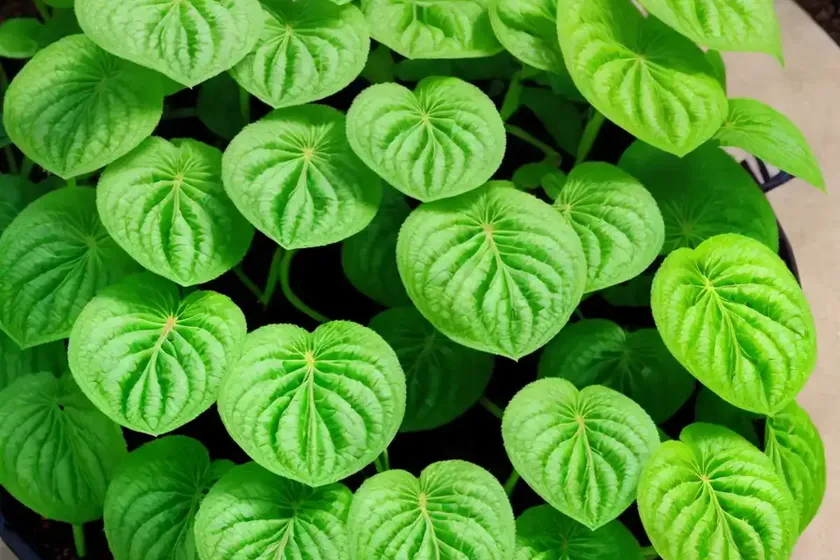 Fittonia argyroneura (fittonia albivenis) — photo 2