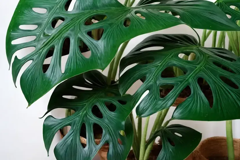 Five holes plant (monstera standleyana) — photo 3