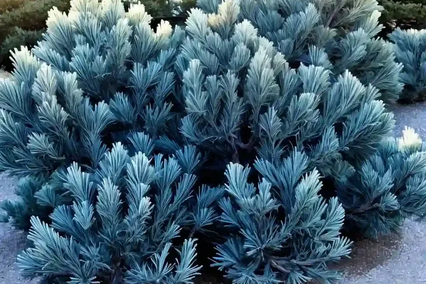 Flaky Juniper (Juniperus Squamata ‘blue Star’) — photo 2