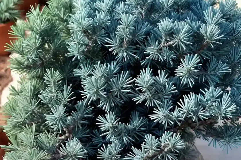 Flaky Juniper (Juniperus Squamata ‘blue Star’) — photo 3