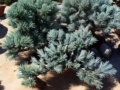 Flaky Juniper (Juniperus Squamata ‘blue Star’)