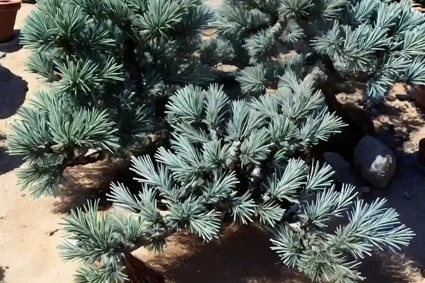Flaky Juniper (Juniperus Squamata ‘blue Star’)