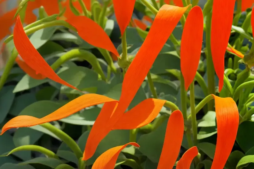 Flame vine (pyrostegia venusta) — photo 3