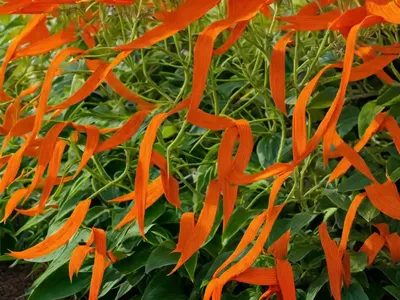 Flame Vine (Pyrostegia Venusta)