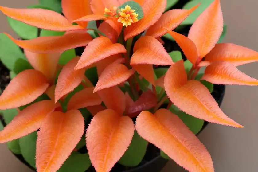 Flame violet (episcia cupreata) — photo 3