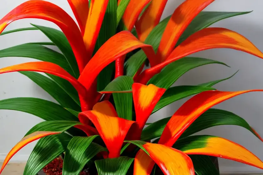Flaming torch (billbergia pyramidalis) — photo 3
