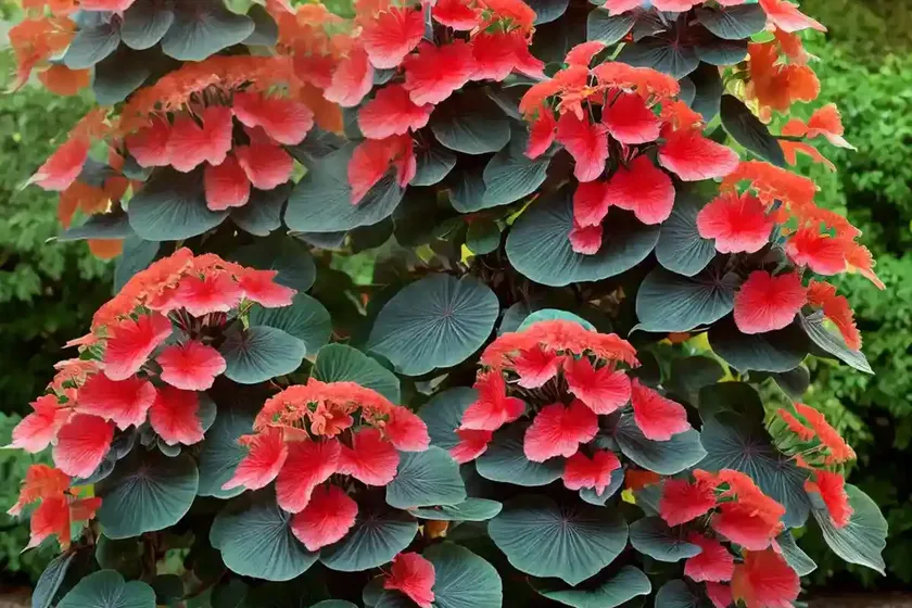 Flannel Bush (Fremontodendron ‘California Glory’) — photo 2