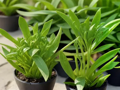 Fleaworts (Plantago Afra)