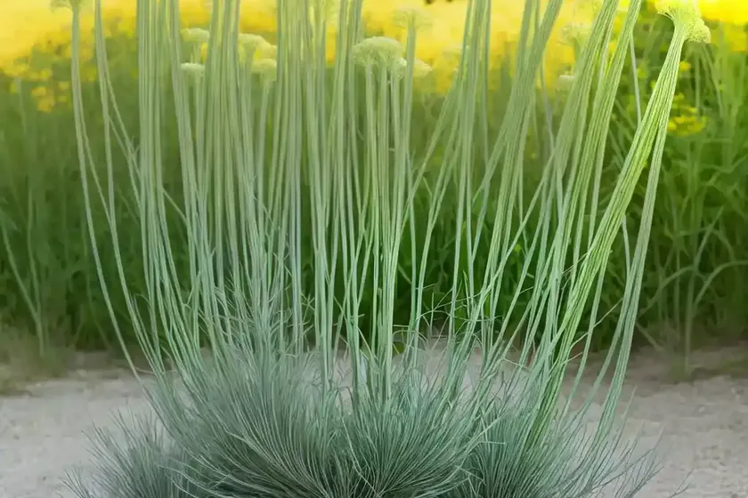 Florence fennel (foeniculum vulgare var. azoricum) — photo 2