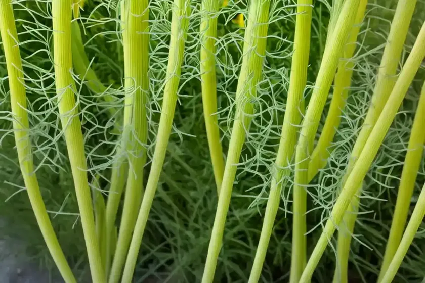 Florence fennel (foeniculum vulgare var. azoricum) — photo 3