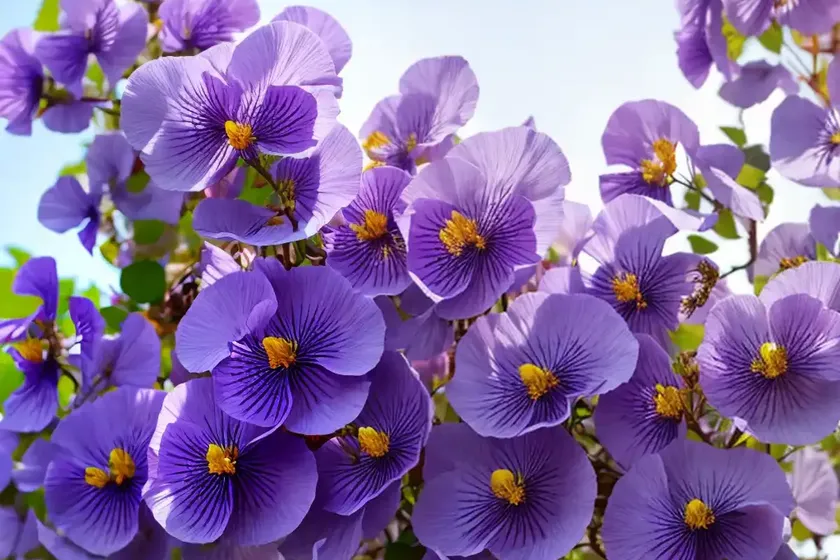 Floribunda Rose (Rosa ‘JACarque’ HONEY PERFUME) — photo 3