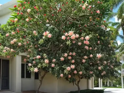 Florida Anise Tree (Illicium Floridanum)