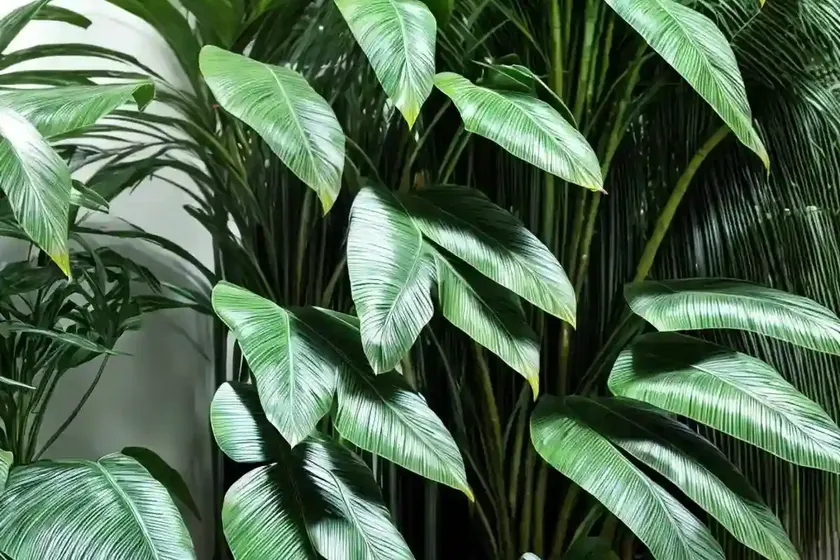 Florida arrowroot (zamia integrifolia) — photo 2