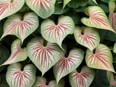 Florida Moonlight Caladiums (Caladium ‘florida Moonlight’)