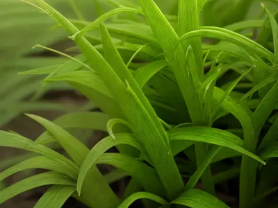 Florida Paspalum (Paspalum Floridanum)