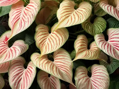 Florida Sunrise Caladium (Caladium ‘florida Sunrise’)