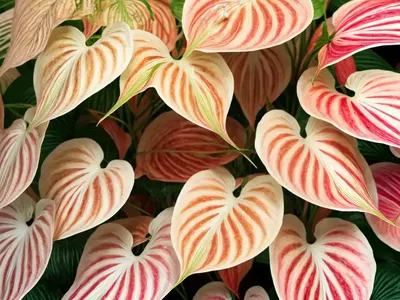 Florida Sweetheart Caladium (Caladium Bicolor ‘florida Sweetheart’)