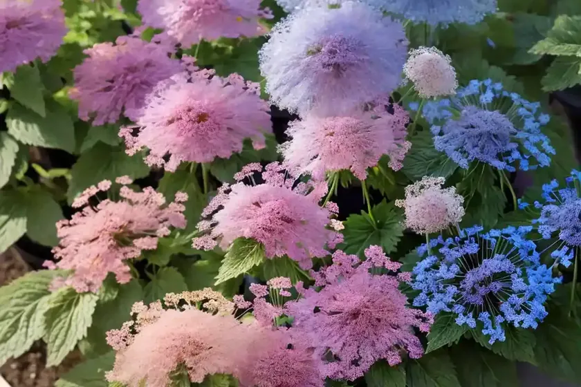 Floss flower (ageratum houstonianum) — photo 2