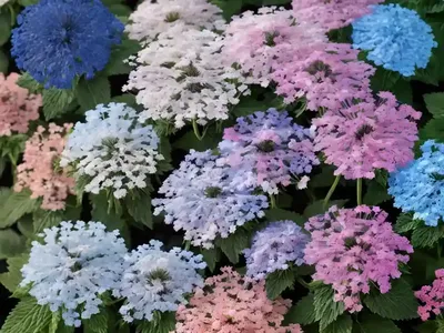 Floss Flower (Ageratum Houstonianum ‘Blue Horizon’)
