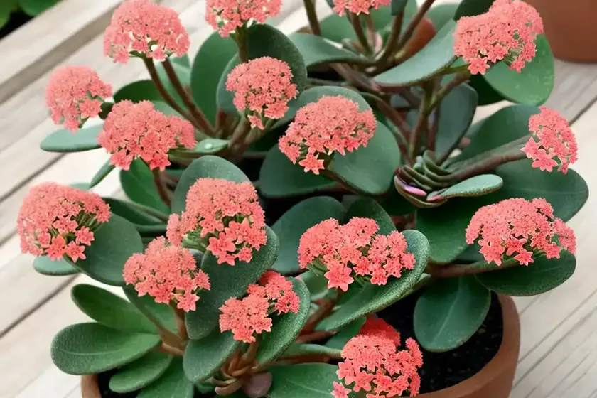 Flower dust plant (kalanchoe pumila) — photo 2