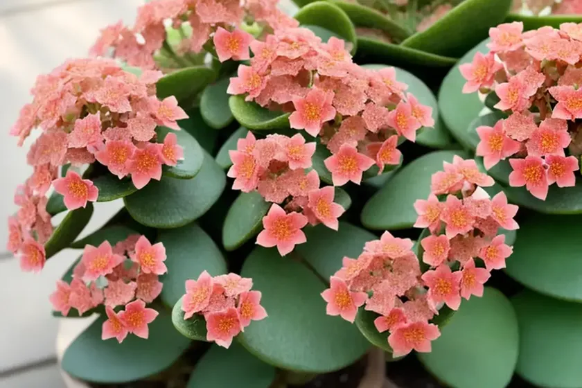Flower dust plant (kalanchoe pumila) — photo 3