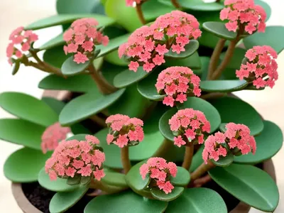 Flower Dust Plant (Kalanchoe Pumila)