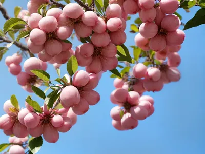 Flowering Crabapple (Malus ‘Adams’)