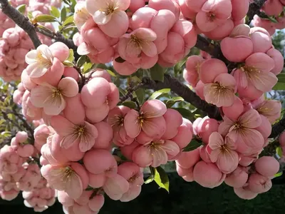 Flowering Crabapple (Malus ‘Ellen Gerhart’)