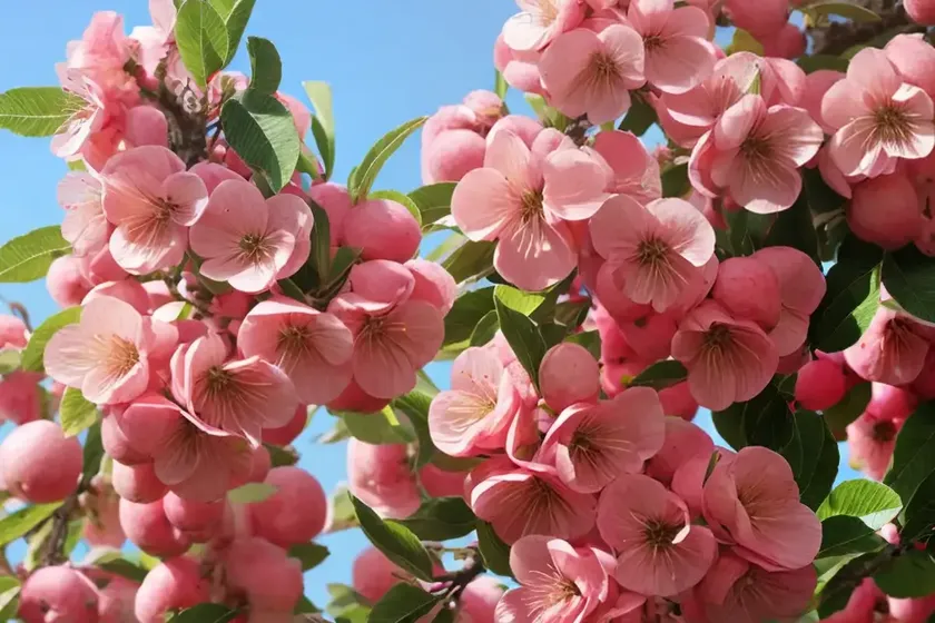 Flowering crabapple (malus ‘louisa’) — photo 2