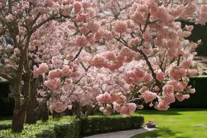 Flowering crabapple (malus ‘manbeck weeper’) — photo 3