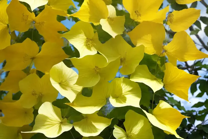 Flowering-maple (abutilon pictum ‘gold dust’) — photo 2