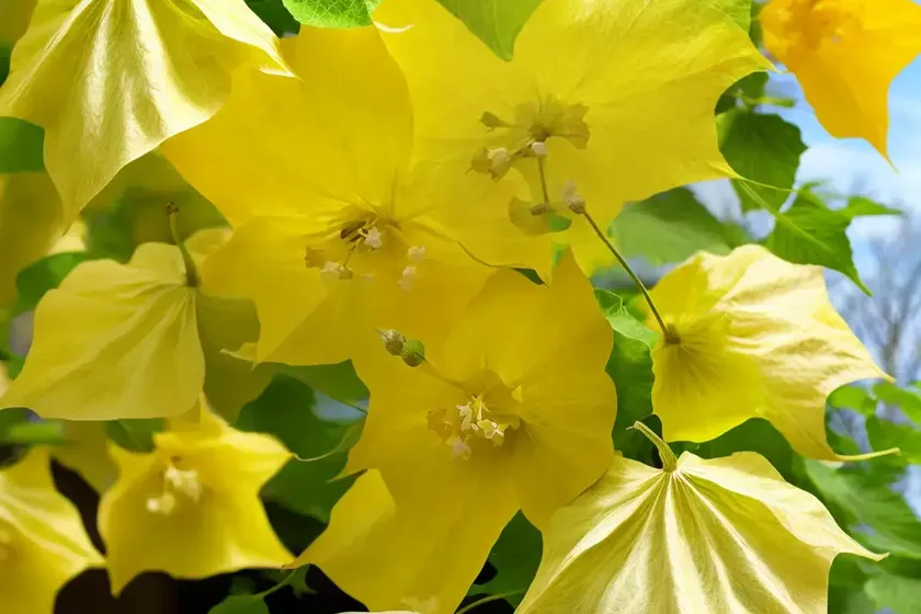 Flowering-maple (abutilon pictum ‘gold dust’) — photo 3