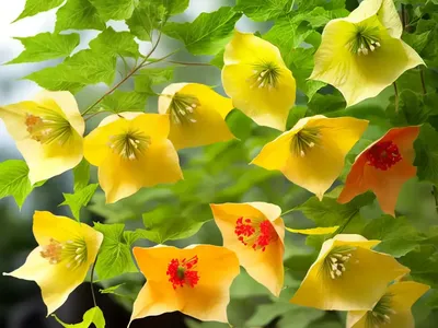 Flowering-maple (Abutilon X Hybridum)