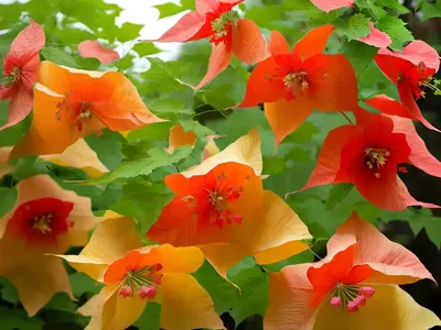 Flowering-maple (Abutilon X Hybridum ‘Bella Red’)