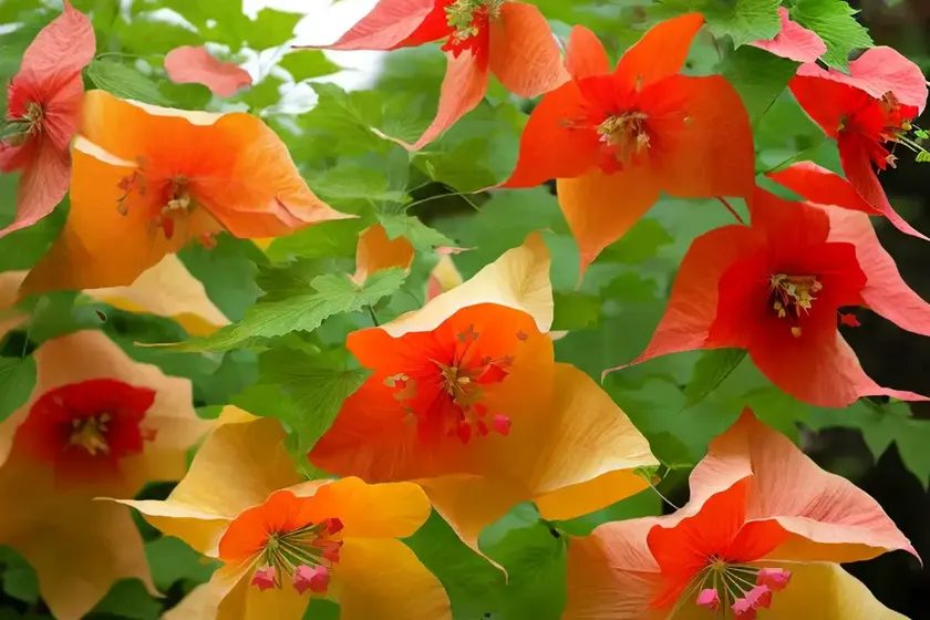 Flowering-maple (abutilon x hybridum ‘bella red’)