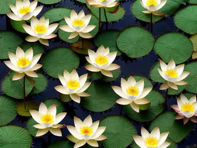 Flowering Plant (Lotus Castellanus)