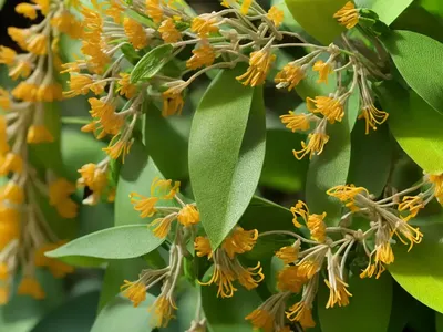 Fly Honeysuckle (Lonicera Xylosteum ‘Emerald Mound’)