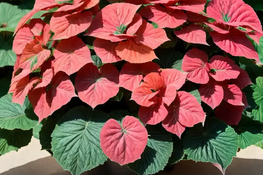 Foliage begonia (begonia x hybrida) — photo 3